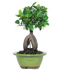 Bonsai saks iei  stanbul beikta iek siparii sitesi 