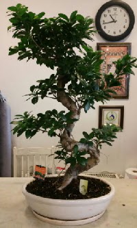 100 cm yksekliinde dev bonsai japon aac  stanbul beikta nternetten iek siparii 