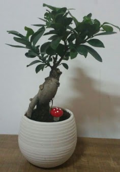 Bonsai japon aac saks iei  stanbul beikta iek gnderme sitemiz gvenlidir 