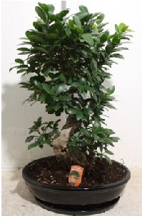 75 CM Ginseng bonsai Japon aac  stanbul beikta hediye iek yolla 