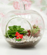 Kk elma terrarium 3 kakts  stanbul beikta online iek gnderme sipari 