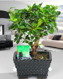 Bonsai japon aac saks bitkisi  stanbul beikta iek sat 