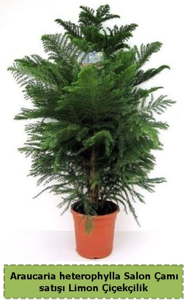 Salon am Sat Araucaria heterophylla  stanbul beikta iek sat 