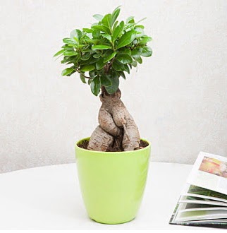 Ficus Ginseng Bonsai  stanbul beikta 14 ubat sevgililer gn iek 