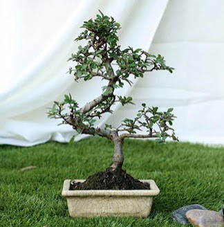 Fashionable Ulmus S Shape Bonsai thal  stanbul beikta yurtii ve yurtd iek siparii 