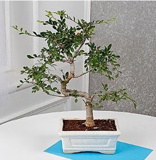 Unique Ulmus S Shaped Bonsai  stanbul beikta iek online iek siparii 