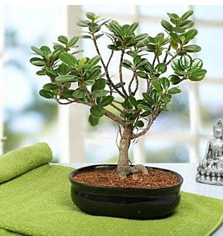 Lovely Ficus Iceland Bonsai  stanbul beikta anneler gn iek yolla 