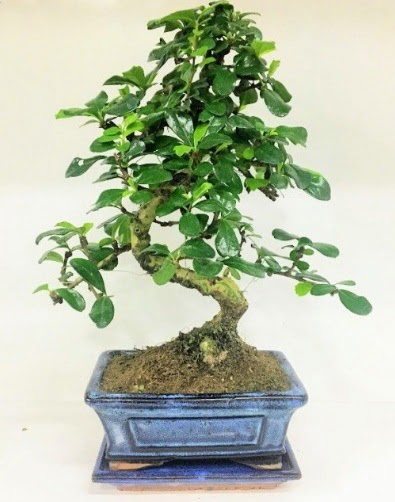 S Bonsai japon aac bitkisi  stanbul beikta uluslararas iek gnderme 