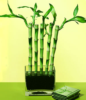  stanbul beikta 14 ubat sevgililer gn iek  Good Harmony Lucky Bamboo